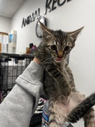 Shelter Stray Female Cat last seen , Los Angeles, CA 91405