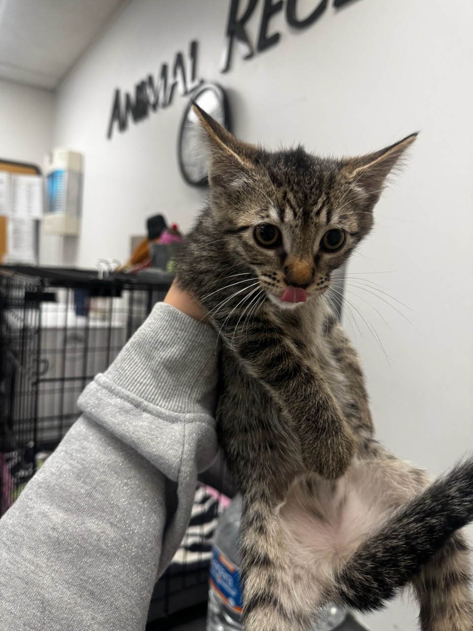 Shelter Stray Female Cat last seen , Los Angeles, CA 91405