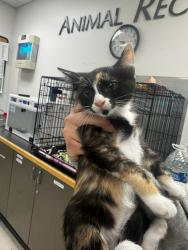 Shelter Stray Female Cat last seen , Los Angeles, CA 91405