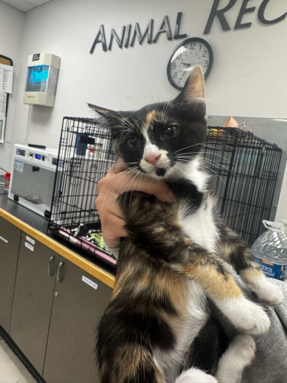 Shelter Stray Female Cat last seen , Los Angeles, CA 91405