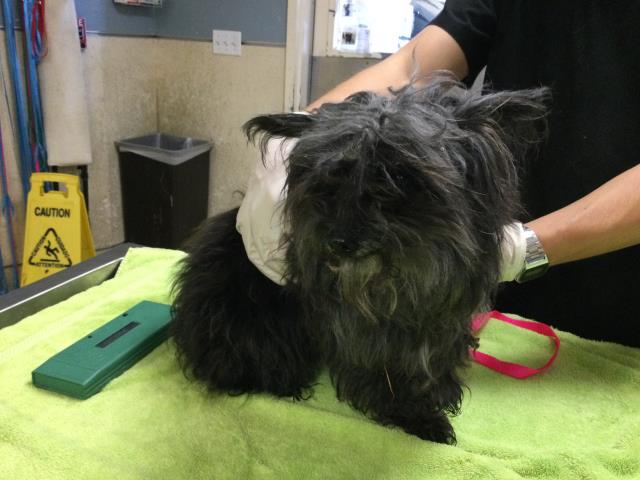 Shelter Stray Female Dog last seen SWEET WATER DR X ARLINGTON, Jurupa Valley, CA 92509