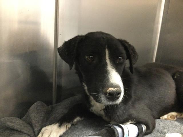 Shelter Stray Female Dog last seen AVENUE 61ST/MONROE ST LA QUINTA CA 92253, Thousand Palms, CA 92276