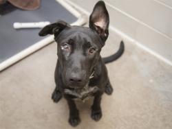 Shelter Stray Female Dog last seen 235TH AVE & MONTGOMERY ROAD, Phoenix, AZ 85008