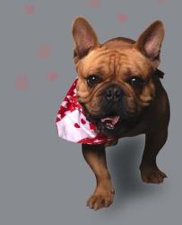 Shelter Stray Male Dog last seen Near BLOCK MADERA ST, HEMET CA 92543, San Jacinto, CA 92582