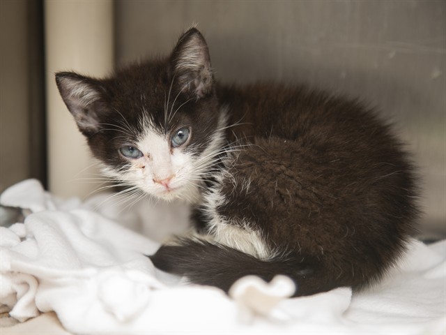 Shelter Stray Male Cat last seen 59TH & BETHANY HOME, Phoenix, AZ 85008