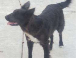 Shelter Stray Female Dog last seen Near BLOCK ALABASTER LOOP, PERRIS CA 92570, San Jacinto, CA 92582
