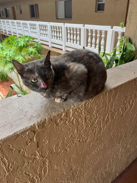 Shelter Stray Female Cat last seen Near BLOCK NW 67TH AVE, Doral, FL 33122
