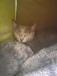 Shelter Stray Female Cat last seen ST CHARLES CO, St. Peters, MO 63376