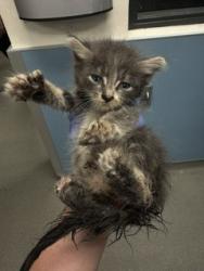 Shelter Stray Male Cat last seen Near BLOCK NW 82 AVE, Doral, FL 33122