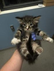 Shelter Stray Male Cat last seen Near BLOCK NW 82 AVE, Doral, FL 33122