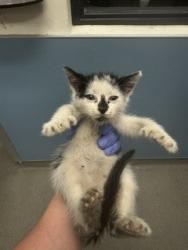 Shelter Stray Male Cat last seen Near BLOCK NW 82 AVE, Doral, FL 33122