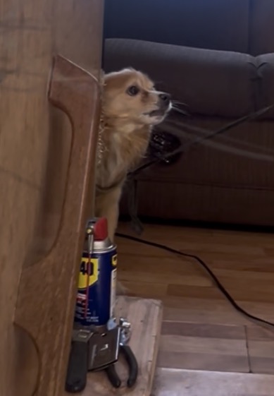 Shelter Stray Male Dog last seen FRANKLIN BLVD/WILLIAMSBOURGH DR, 95823, Sacramento, CA 95827