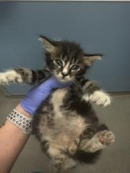 Shelter Stray Male Cat last seen Near BLOCK NW 82 AVE, Doral, FL 33122