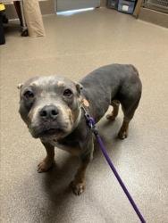 Shelter Stray Female Dog last seen Near BLOCK E 31ST ST S, WICHITA KS 67216, Wichita, KS 67219