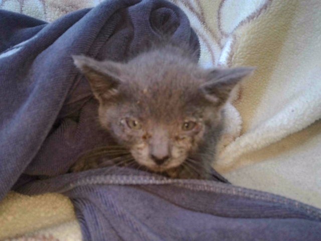 Shelter Stray Unknown Cat last seen , Irwindale, CA 91706
