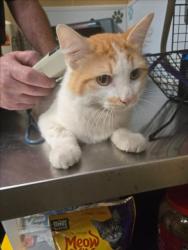 Shelter Stray Male Cat last seen Near BLOCK N TOPEKA AVE, WICHITA KS 67214, Wichita, KS 67219