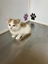 Shelter Stray Unknown Cat last seen Near BLOCK N HILLSIDE AVE, WICHITA KS 67214, Wichita, KS 67219