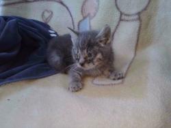 Shelter Stray Unknown Cat last seen , Irwindale, CA 91706