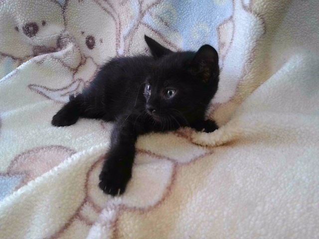 Shelter Stray Unknown Cat last seen , Irwindale, CA 91706