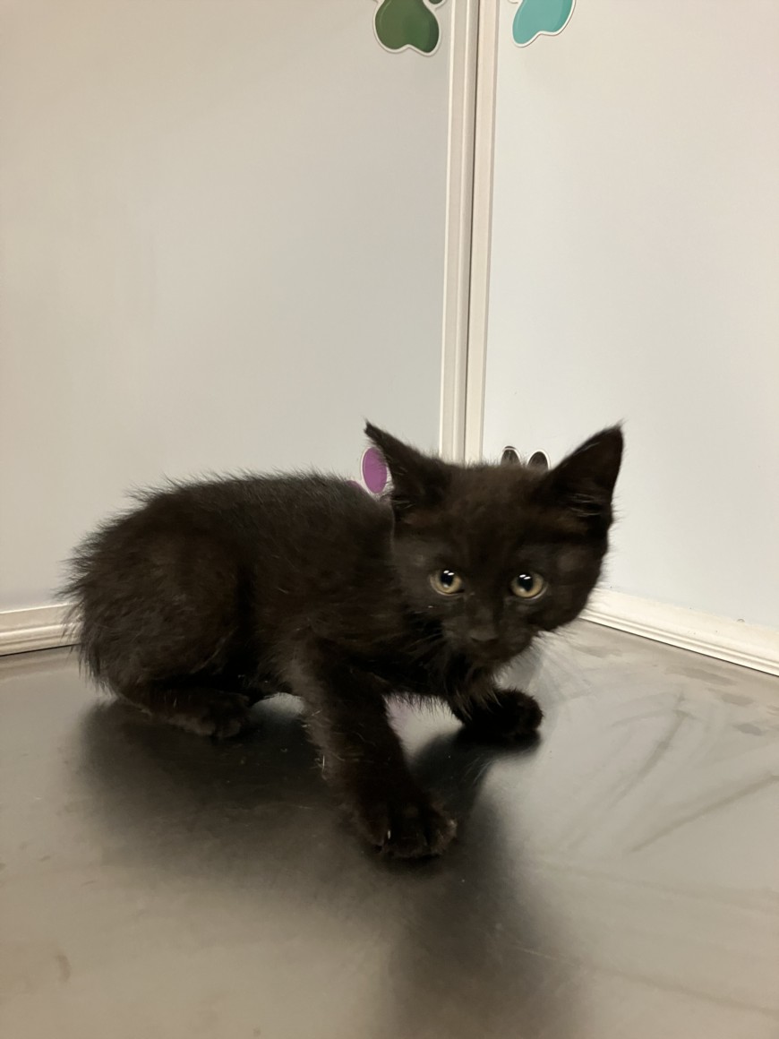Shelter Stray Female Cat last seen Near BLOCK S ARNOLD BLVD, MCCONNELL AFB KS 67221, Wichita, KS 67219