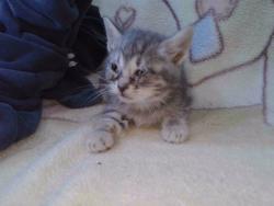 Shelter Stray Unknown Cat last seen , Irwindale, CA 91706