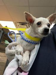 Shelter Stray Female Dog last seen Near BLOCK OGLESBY AVE, Jacksonville, FL 32204