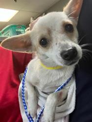 Shelter Stray Female Dog last seen Near BLOCK OGLESBY AVE, Jacksonville, FL 32204