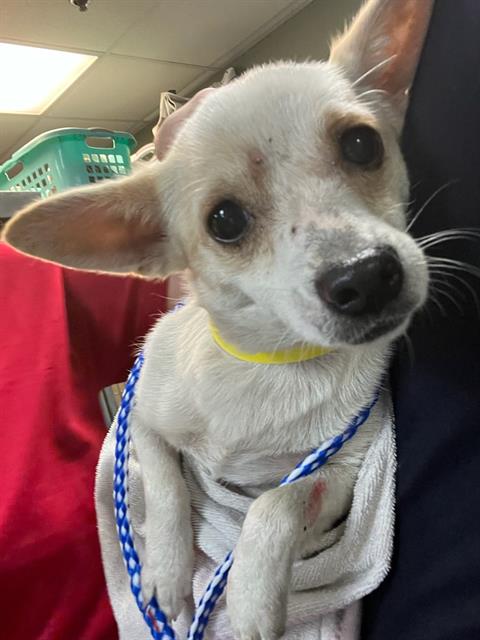 Shelter Stray Female Dog last seen Near BLOCK OGLESBY AVE, Jacksonville, FL 32204