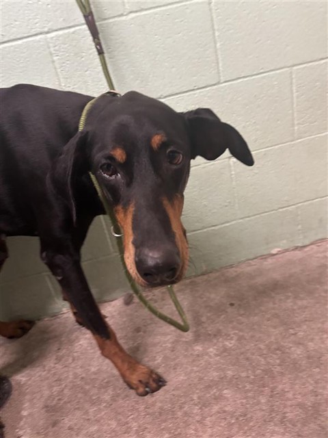 Shelter Stray Female Dog last seen FLORIN & 24TH ST, Sacramento, CA 95818