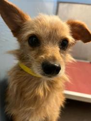 Shelter Stray Male Dog last seen Near BLOCK OGLESBY AVE, Jacksonville, FL 32204