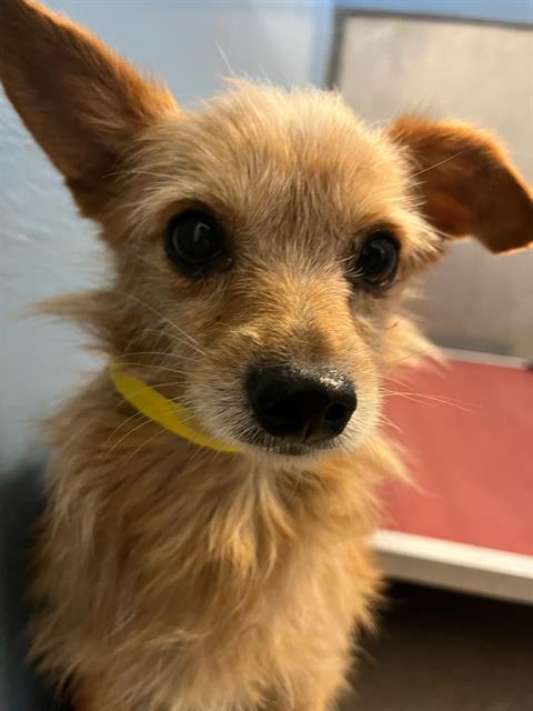 Shelter Stray Male Dog last seen Near BLOCK OGLESBY AVE, Jacksonville, FL 32204