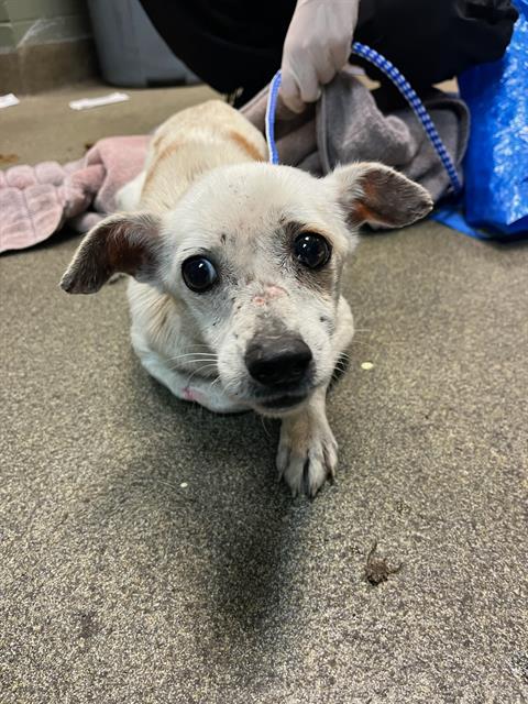 Shelter Stray Male Dog last seen Near BLOCK OGLESBY AVE, Jacksonville, FL 32204