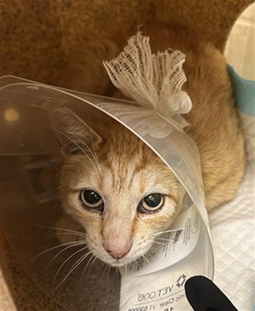 Shelter Stray Male Cat last seen JIBBOOM ST & RICHARDS BLVD, Sacramento, CA 95818