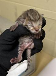 Shelter Stray Male Cat last seen WATERWHEEL DR & MOSSY BANK DR, Sacramento, CA 95818