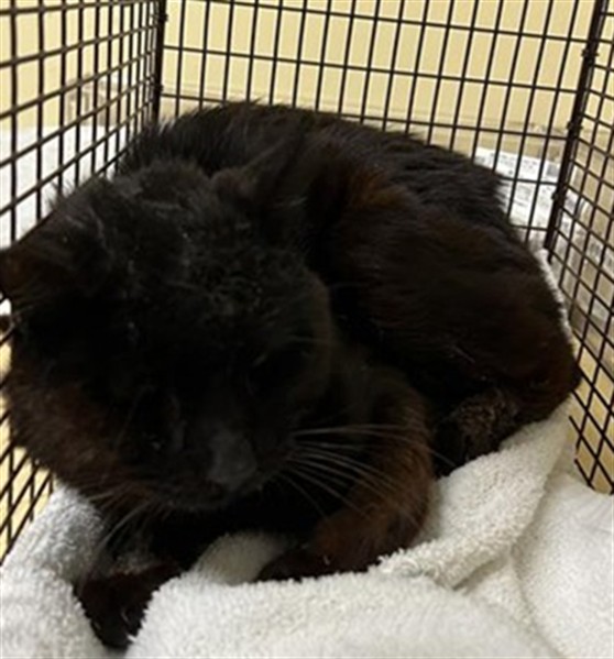 Shelter Stray Male Cat last seen 65TH AVE & STRADFORD ST, Sacramento, CA 95818