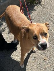 Shelter Stray Female Dog last seen BELOIT DR & MAIN AVE, Sacramento, CA 95818