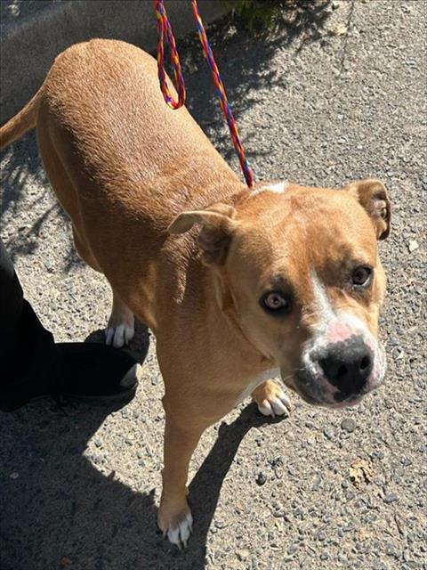 Shelter Stray Female Dog last seen BELOIT DR & MAIN AVE, Sacramento, CA 95818