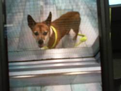 Shelter Stray Male Dog last seen CHARLOTTE, Charlotte, NC 28217