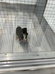 Shelter Stray Male Dog last seen CHARLOTTE, Charlotte, NC 28217