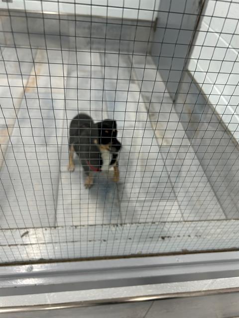 Shelter Stray Male Dog last seen CHARLOTTE, Charlotte, NC 28217