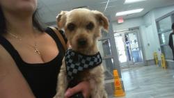 Shelter Stray Male Dog last seen CHARLOTTE, Charlotte, NC 28217