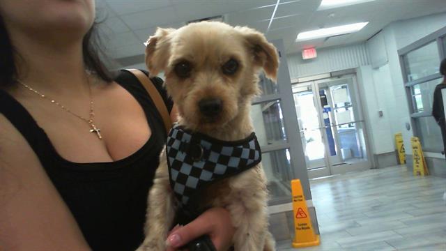 Shelter Stray Male Dog last seen CHARLOTTE, Charlotte, NC 28217