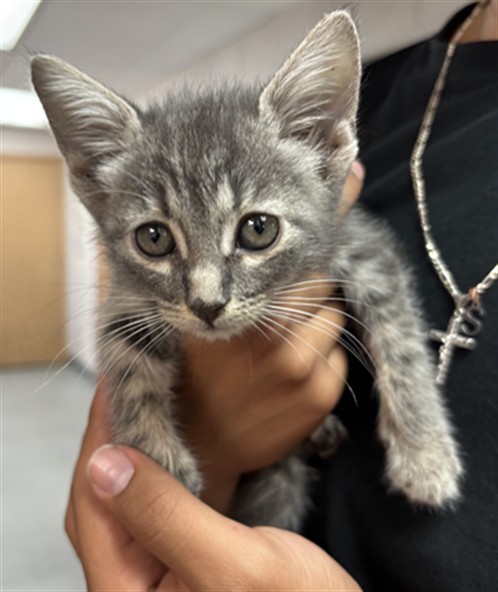 Shelter Stray Female Cat last seen PARKLAND X STEWART, San Bernardino, CA 92401