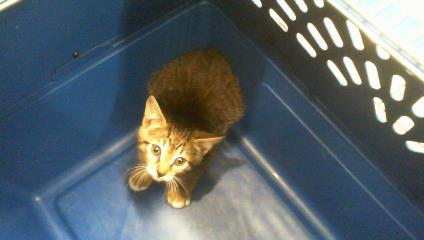 Shelter Stray Male Cat last seen CHARLOTTE, Charlotte, NC 28217