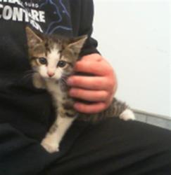 Shelter Stray Male Cat last seen CHARLOTTE, Charlotte, NC 28217