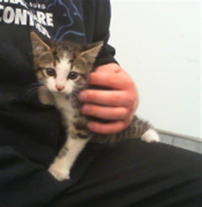 Shelter Stray Male Cat last seen CHARLOTTE, Charlotte, NC 28217