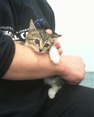 Shelter Stray Female Cat last seen CHARLOTTE, Charlotte, NC 28217