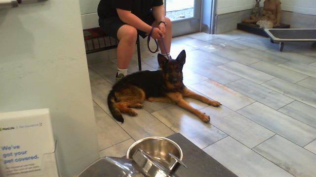 Shelter Stray Male Dog last seen CHARLOTTE, Charlotte, NC 28217