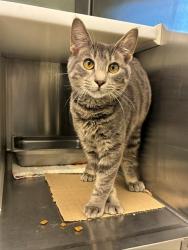 Shelter Stray Male Cat last seen 72ND AND HWY 85, Brighton, CO 80601