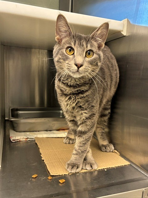 Shelter Stray Male Cat last seen 72ND AND HWY 85, Brighton, CO 80601